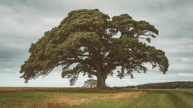 linfield oaks